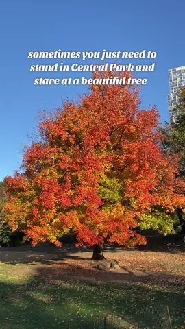 Touch grass and fallen leaves #centralpark #nature #autumn #cardigan #fall #naturelover #newyork #newyorkcity #nycfall 