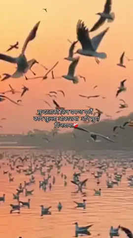 Happy kaag tihar#fypシ #content #quotes #tiharayo #festivals #goviral 