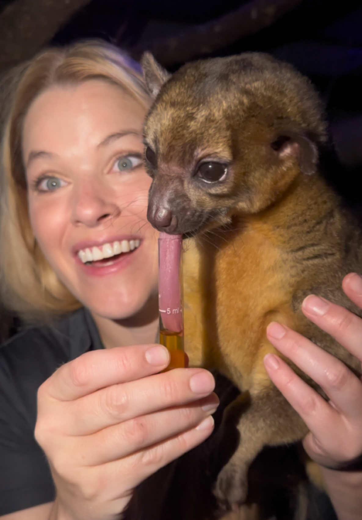 This honey bear sure loves honey! #kinkajou #honeybear #honey #racoon #kinkajousoftiktok 