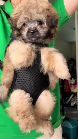 Dog Carrier bag pet Carrier Front Backpack Pet travel Carrier Cute Bag Carrier Outdoor Backpack  #fyp #foryou #fypシ゚ #affiliatemarketing #affiliate #carrierbag #puppybag #dogbag 