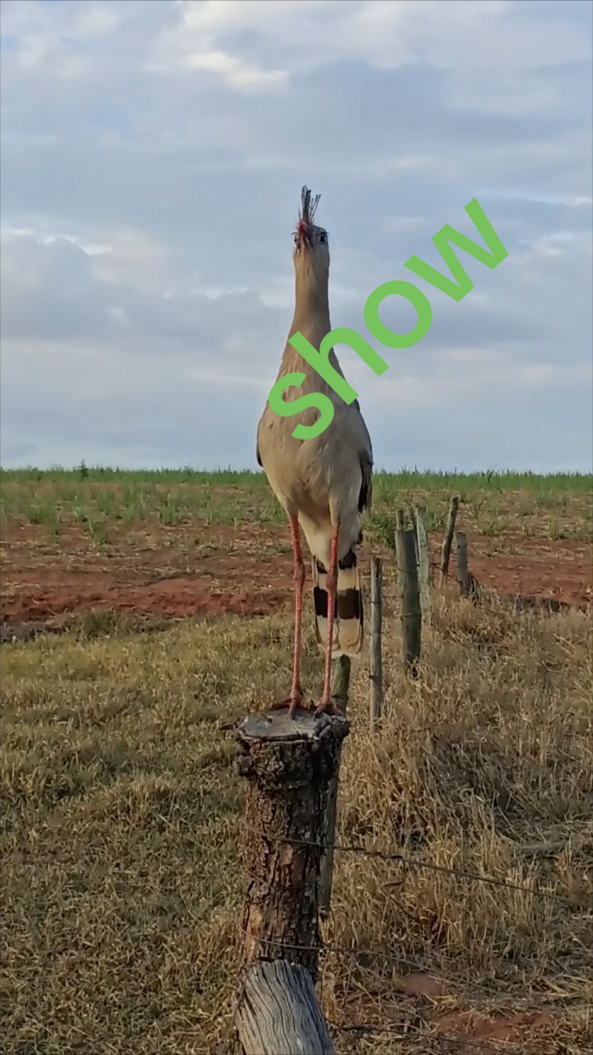 #vivanatureza #aves #siriemas 
