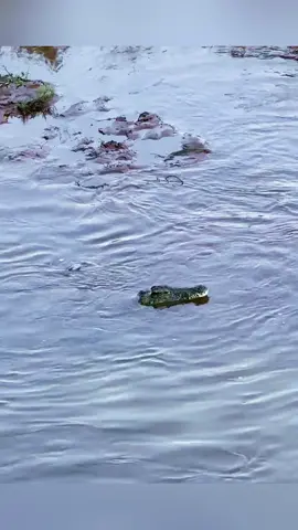 The eagle challenges the crocodile and the consequences. #wildanimals #animals #foryou 