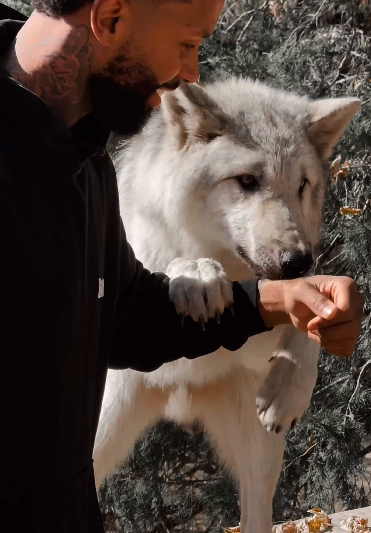 Wolf. The wolf is the last spirit animal associated with Aquarius. #wolf #wolves #wolfpack #fyp 