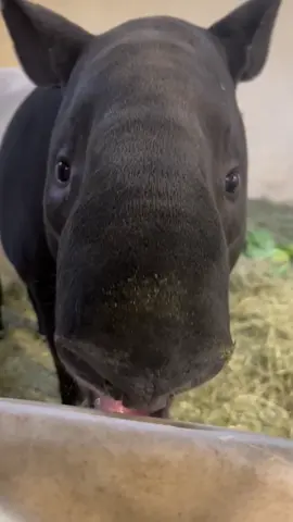 New salt block day is always a good day for Baku the tapir!  📹: Keeper Katie #tapir #pointdefiancezoo 