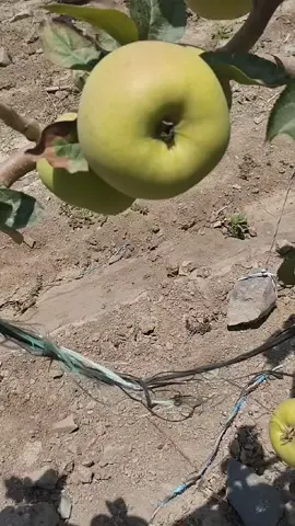 Manzana santa rosa  Romani Pacaran  Silver Chávez 