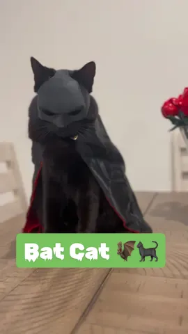 Black cat by day. Bat cat by night 🦇🐈‍⬛ Get yours today, link in bio!  #batcat #blackcat #batman #laachi #cattok #spookyseason #voidcat #halloween 