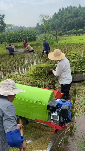 วิธีการเก็บเกี่ยวข้าวเป็นเรื่องง่าย.#เครื่องนวดข้าว #เครื่องจักร #ชาวนาไทย