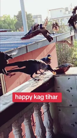 #happy kag tihar#🥰🥰🥰🥰 