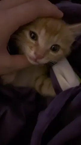 Super Cute 🥹🥰🥰#kitty #cat #catsoftiktok #kitten #foryou 