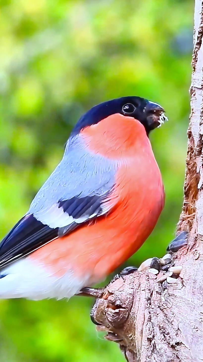 Hi little bird, how did you hide so many sunflower seeds? #bullfinch #birds 
