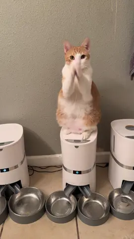 #fatcat#cantgetenough#