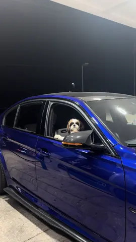 Pug life❤️ . . . . #m3 #bmwrepost #bmwclub #austin #downtown #carhub #cars #cs #f80 #m3cs #frozenblue #sanmarinoblue #m3nace #fyp #virlvideo #bmw #trump #omwrepost #lip #carbonfiber #carbonlip #frontlip #fyp #viralvideo #trending