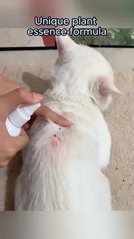 100ml Pet Spray for dogs & cats - anti tick (garapata) & flea (pulgas) & lice (kuto)