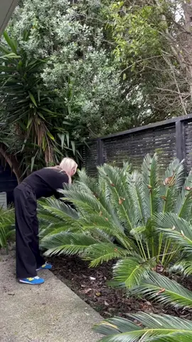 Struggling in the garden? No stress 🥕 @studynzma have two online, part-time Horticulture courses to get you gardening like a pro. Did we mention they are both free until 31st March? Save $3177 in fees! The next intakes starts on the 9th of December, perfect for those wanting to spend Summer in the garden ☀️ @palmersnz stocks all the materials you'll need for their Horticulture courses, as well as a bunch of other green goodies for the plant enthusiasts 🌿 #nzma #forupage #gardening #horticulture #course #palmers #nz