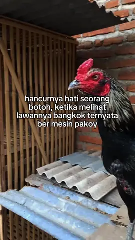 pie perasaanmu bolo nek ketemu pakoy full brakot#blekros #blekbull #mangon #fypシ #fyp #pluker #pama #ayam #pakoy #bangkok #penghobiayam 