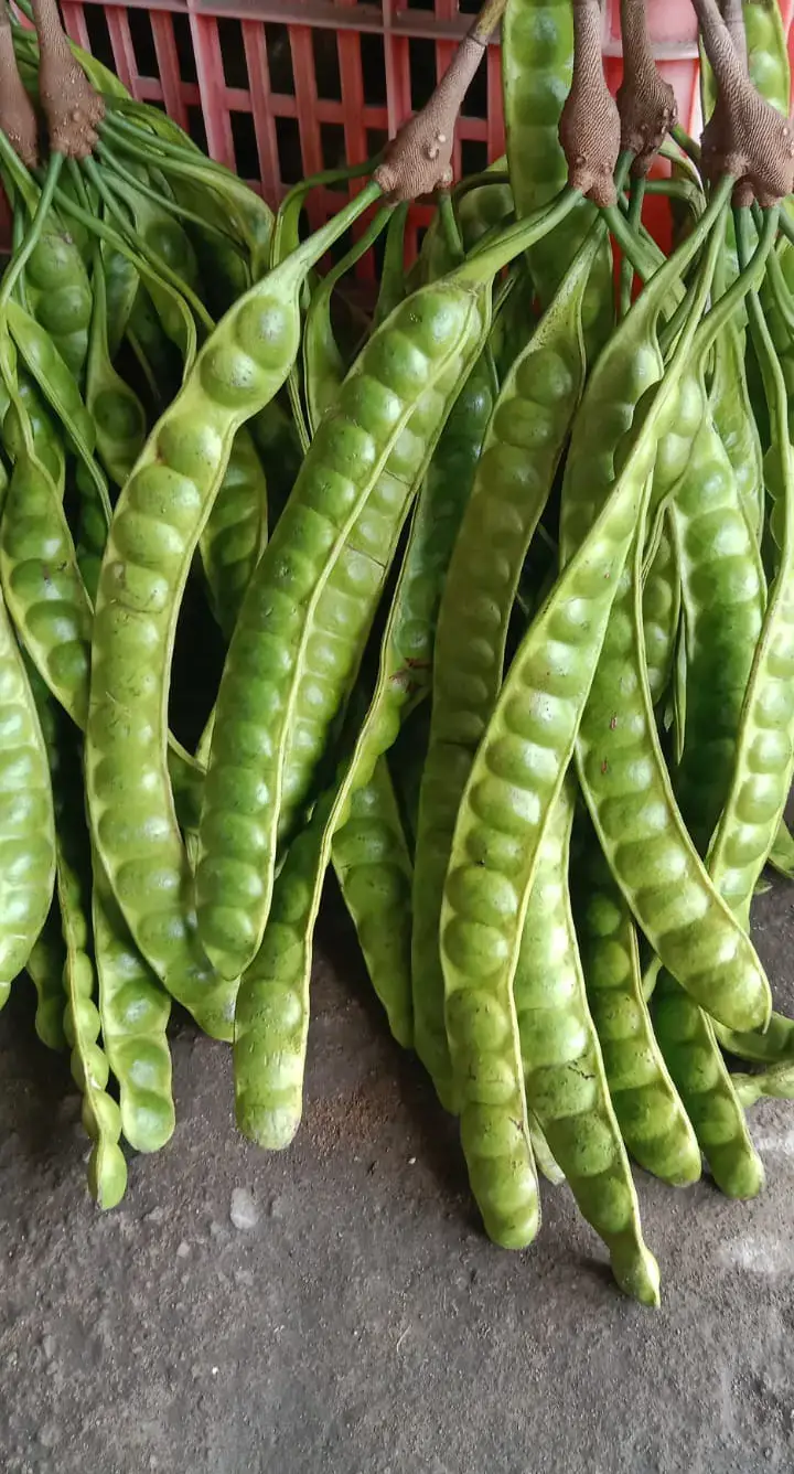 #petai #petaniindonesia🇮🇩🇮🇩🇮🇩🌿🌿 #petei #pete #petaindonesia #petailover #petanimuda #hasilbumi #surabaya 