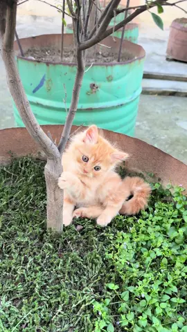 Follow us on facebook:piku cattitude or instagram:piku_cattitude #fy #fypシ゚ #viraltiktok #foryoupageofficiall #unfrezzmyaccount #bangladeshi #cattiktok #followers #bdtiktokofficial #viralsong #cute #viral #happycatclub #persiancat #catlover #kittensoftiktok #trend #plzviral🥺🥺🙏🙏foryoupage 