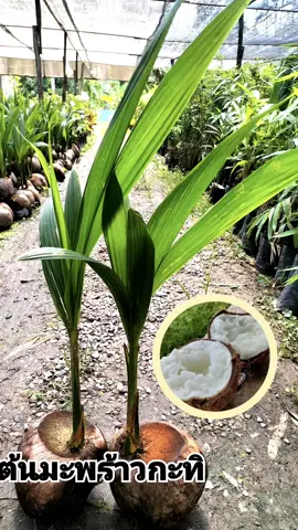 🥥🌴#ต้นมะพร้าวกะทิพันธุ์เตี้ย🌴🥥  เป็นมะพร้าวน้ำหอมต้นเตี้ยเนื้อกะทิ พันธุ์แท้ บ้านแพ้ว ผลดก เนื้อหนา ฟู มีรสหวานมัน อร่อย 🥥#ต้นละ390บาท #ต้นมะพร้าวกะทิพันธุ์เตี้ย🌴🥥 #เกษตรอินทรีย์ #เกษตรกร #tictokviral #จําหน่ายพันธุ์ไม้ทุกชนิด #สวนแม่จันทร์พันธุ์ไม้ทุกชนิด 