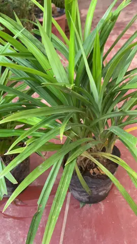 Cây lá nếp thơm trồng bịch đảm bảo sống khoẻ, nhuận màu xanh cho xôi hay nấu chè tạo mùi thơm #caylanep #caylanepthom #lanep #lanepthom #caycanhnghethuat #cayrau #caycanhchohang 