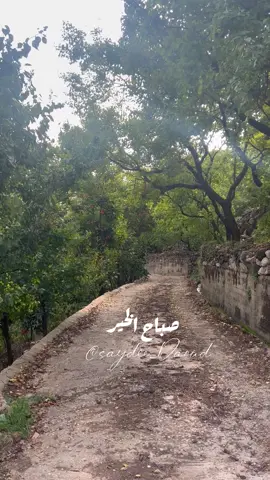 #فيروز #فيروز_الصباح #فيروزيات #فيروز_و_فنجان_قهوة #naturevibes #naturelover #fyp#صباح_الخير #صباح_النور #صباح_الهدوء #صباح_الورد #الضنية #حقل_العزيمة ‎#الضنية #الضنية_الخضراء #الضنيه_الخضرا_وطبيعتها #الضنية_الخضراء_لكل_لبنان #الضنية_منطقة_الجمال_والأمان #حقل_العزيمة #لبنان #مساء_الخير #سيدة_داود #قالولي_البلابل_صبحية 