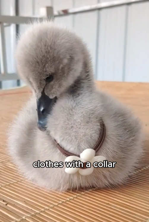 A swan that has never felt a mother’s love #animals #swan #tiktok #foryou #foryoupage #usa🇺🇸 