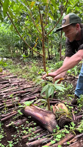 🎥 Snip, snip! Why are we cutting our trees!!? 🌱   Pruning is an essential part of syntropic agroforestry — it’s about creating a balanced, thriving ecosystem. By trimming carefully selected branches, we give sunlight and nutrients to the plants below, fostering biodiversity and healthy growth. 🌞🌿  But here’s the key: those cut branches and leaves aren’t wasted! They’re laid down on the forest floor to decompose, enriching the soil with organic matter and keeping moisture levels just right. 💧🍂  Curious to learn more? Join our hands-on syntropic agroforestry courses and start growing a regenerative system of your own! Explore more through the link in our bio 🌍   #SyntropicAgroforestry #RegenerativeFarming #ForestFoodsKenya