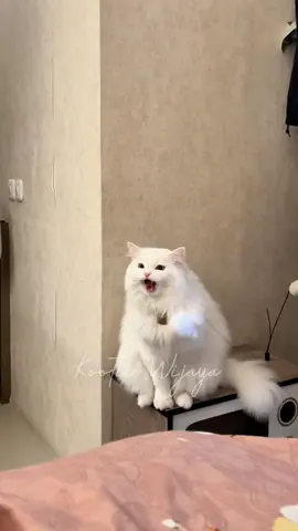 Gapapa gak mau angkat tangan, yg penting jangan angkat kaki yaa #kootie #kucingputih #kucingngomong #CapCut #talkingcat 