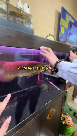 龍魚立鱗怎麼修復？#哇細文成 #精品 #龍魚 #招財 #紅龍 #水族 #寵物 #魚 #茶 