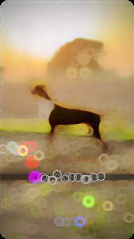 #Pakistani#Bully#DoG#ShoQ#Bullydoglover♥️#Bully_Fighters#Foryoupage💖#Bully_lover🐶#fypシ゚viral#Bully_fights💪#Foryou#Trending#fyp#Vedio_viral#Viral 