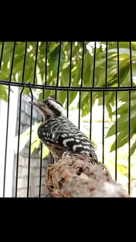 Platuk sampit  kandang lovebird #burungmaster #platukberas 