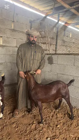 @ابو ريما للتيوس الجنوبيه ذبائح في الرياض جنوبيه 😋#باسل_الصايل 