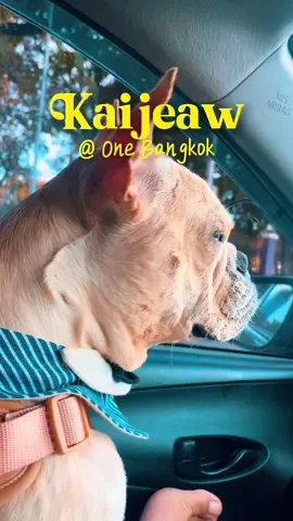 One day trip with Kaijeaw @one_bangkok  ในโครงการพาเจ้าสี่ขาเข้าไปได้ แต่ต้องอยู่ในรถเข็นแล้วปฏิบัติตามระเบียบด้วยนะคับบ #OneBangkok #TheHeartOfBangkok #LetOurHeartsBeatAsOne #OneBangkokPeople . #ไข่เจียวว่าดี #ไข่เจียวแนะนำเลยค้าบ . #shopping #community #mixuse #PetFriendly #petwelcome #parade #thestorey #bangkok  . #kaijeawfrenchbulldog #frenchie #baankaijeaw #frechiekaijeaw #frenchbulldog #thailandfrenchie  . #fypシ゚viral #fyp #น้องหมาน่ารัก #petlovers #petfriendly #petstagrams 