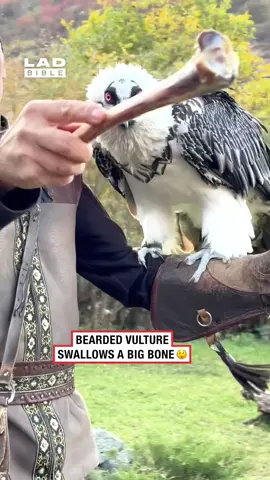 This is wild 😲 (🎥: ViralHog) #ladbible #wildlifeoftiktok #coolvideos #incredible #bird