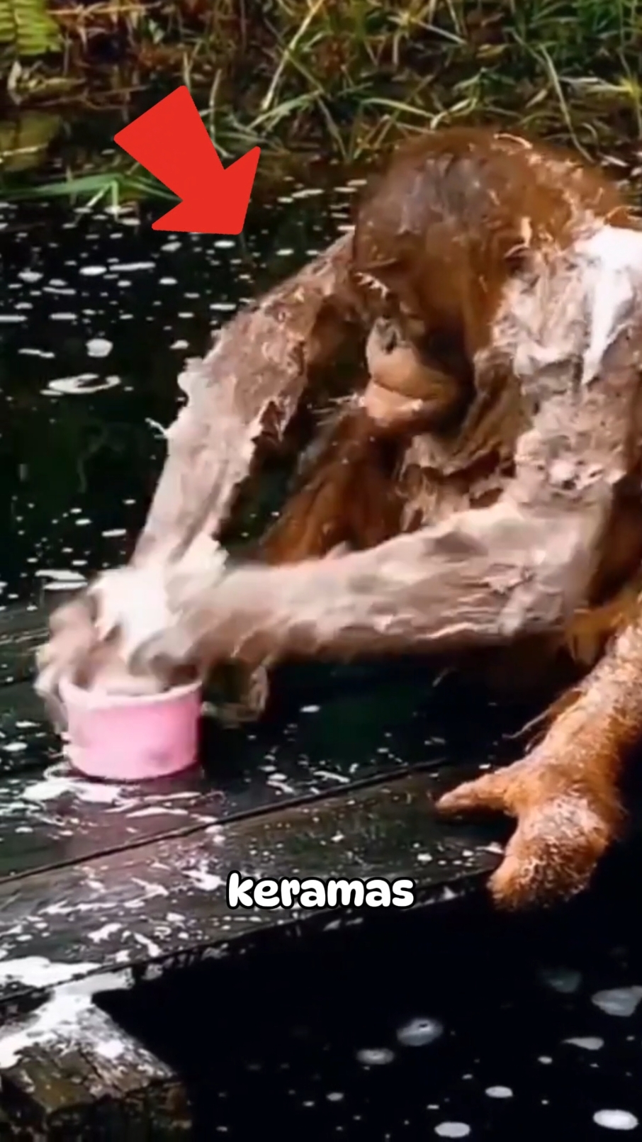 Jangan sering-sering shampoann!! #JelajahLiburan #DidYouKnow 