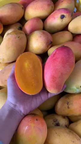 #ManggaPodang si mangga unik dengan wangi tajam yg khas, manis segar dan warna orange cerah!!! gercepin yuukk, mumpung lg panen raya!! Jl Widas utara 15 Sulfat 087899685680 #buahmurahmalang #buahsegarmalang #malangkuliner #kulinermalang #fyp #fypシ゚viral #fyppppppppppppppppppppppp #buahbuahan #buahonline #buahonlinemalang #grosirbuahmalang #parcrlbuahmalang #manggapodang #podang #gudangbuahmalang #saelanashowroombuah #saelana 