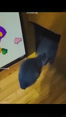 #funny #funnyanimals #funnyvideos #cuteanimals #pet #fyp #foryou 