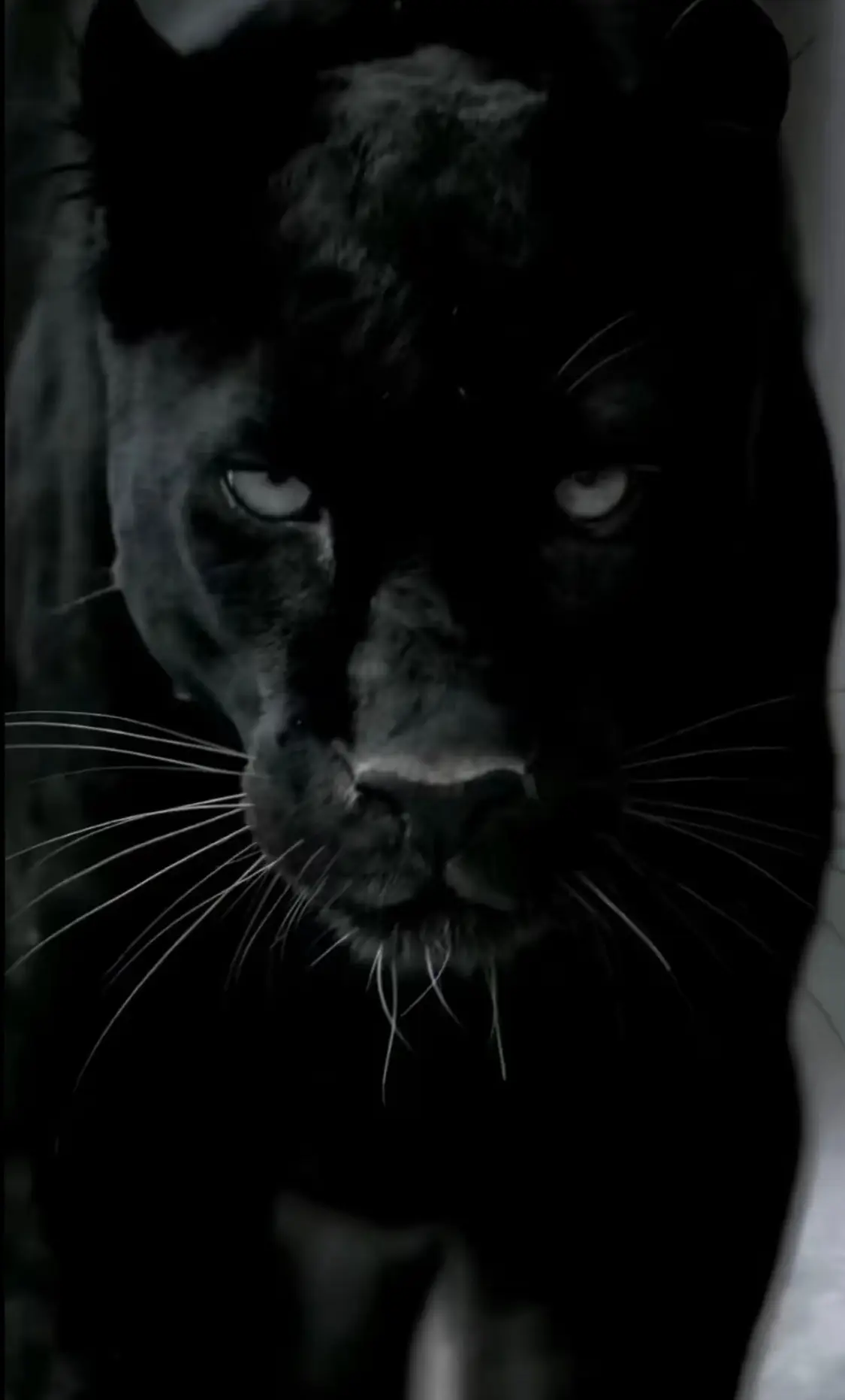 #اكسبلورexplore #الشعب_الصيني_ماله_حل😂😂 #fyp 🐆🐆