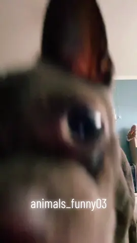 #funnyvideos #funny #animalsfunny #engracadostiktok #videosengracados #animaisengraçados 
