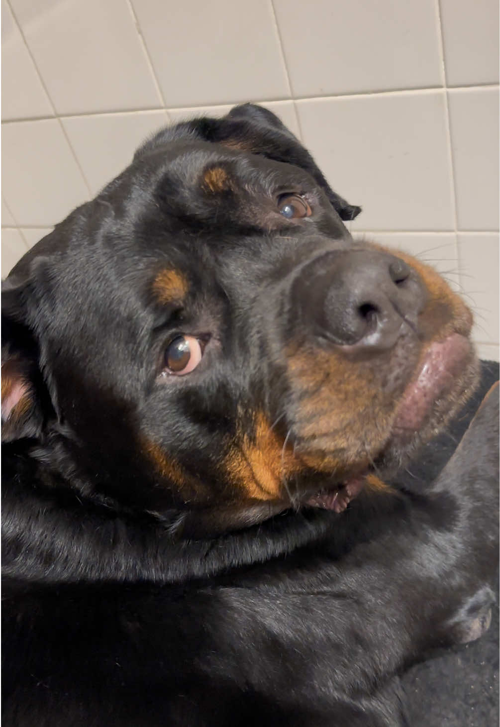 BLAKE THE BIG BELLY BOY 😂🥴 #rottweiler #PetsOfTikTok #rottweilersoftiktok #dogsoftiktok #rottiesoftiktok #rottie 