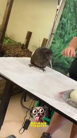 Pássaro Kiwi ##animaisnotiktok #animaisfofos #natureza #aprendanotiktok #maedepet #paidepet #biologia 