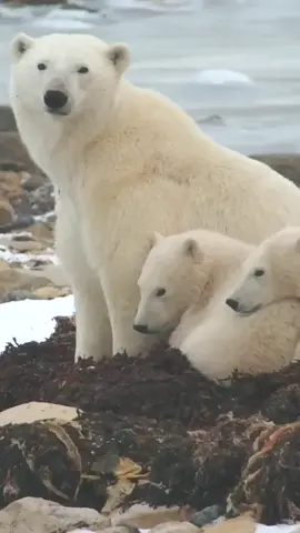 Sweet mom and her cubs on the tundra on our @explore.org live cam 💙 Happy #PolarBearWeek! #polarbear #polarbeartiktok #polarbears #wildlifeoftiktok #wildanimals #wildlife 