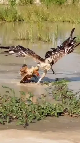 Eagles attack chickens  #worldanimals #wildanimals #wildlife #fyp #foryou #eagles #hunting #chickens #viraltiktok 