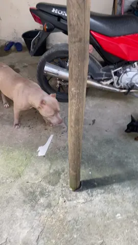 Pitbull atacando pincher  #aseagentepudesse  #pincher  #pitbullsoftiktok 