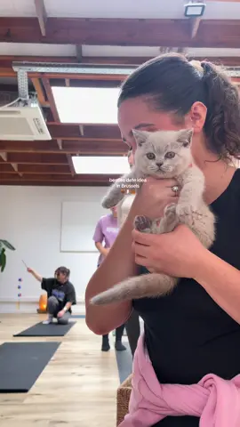 an activity to do in Brussels if u love yoga & cats 💗🕯️🍂🐈  #brussels #brusselsfood #brusselshotspots #belgium #activity #belgium🇧🇪 #belgiumtravel #dateidea #dateideas #spot #pourtoi #voorjou #yogacat #kittyyoga 