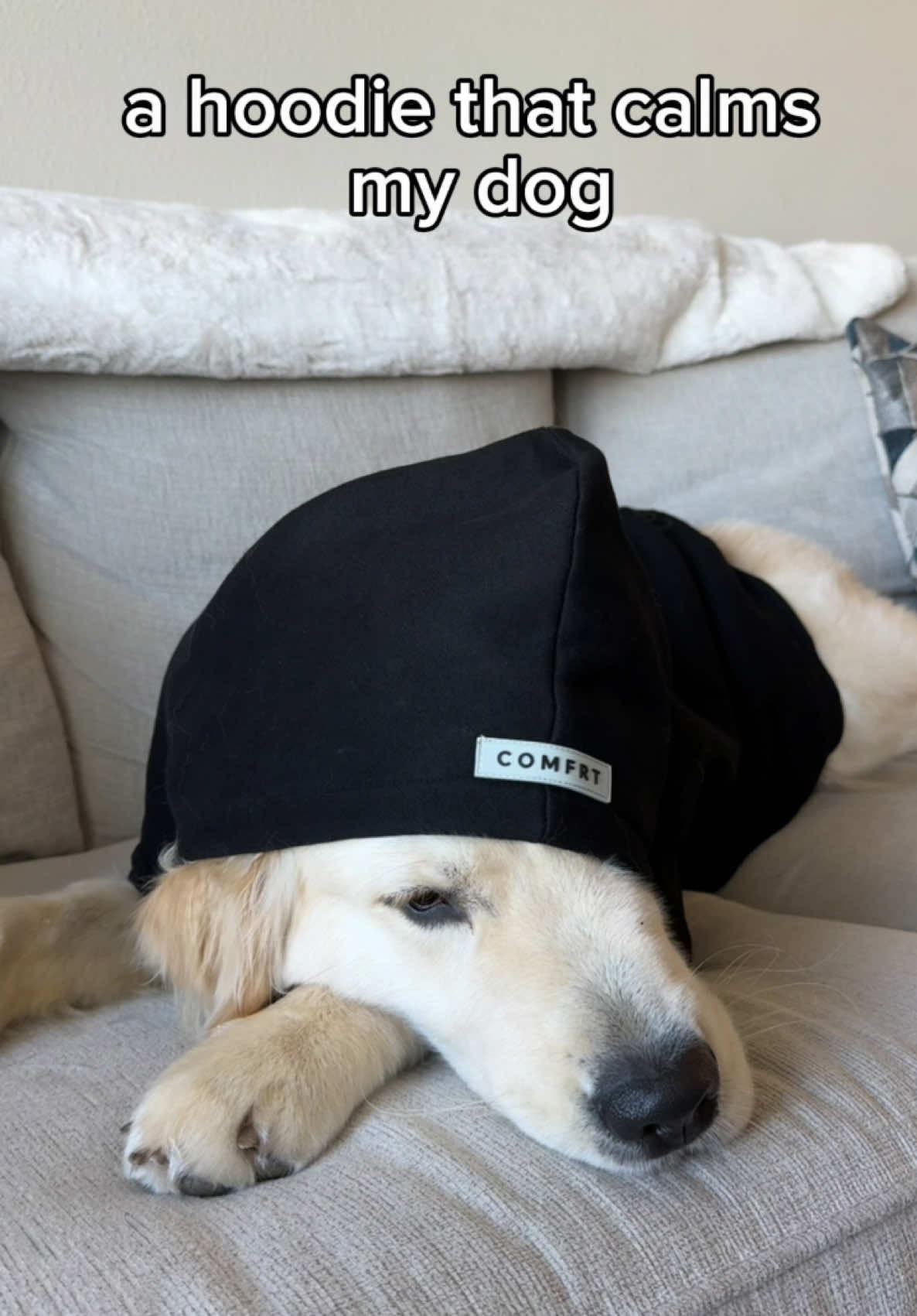 Truly the best dog hoodie @Comfrt Paws 