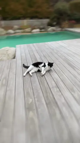 #chat «#catlovers #edits #fyp #fyppppppppppppppppppppp #aftereffect #speedramp 