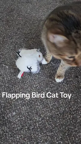 Remy LOVES his Potaroma flapping bird cat toy! #potaroma #cattoys #holidayshopping #TikTokShop #tiktokahopfinds #cat #catsoftiktok 