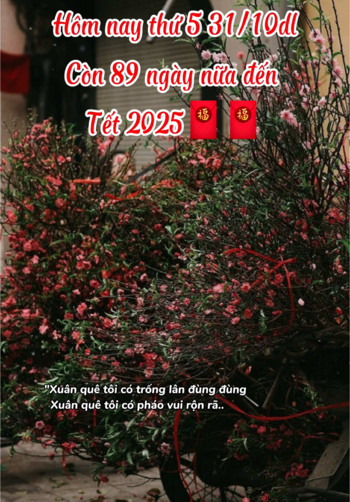 Còn 89 ngày nữa mn ơi. Nôn quá đi #tet2025 