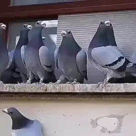 ##سباق_حمام_زاجل #زاجل_بلجيكي #اكسبلووووورررر #زاجل_سباق #زواجل_الموصل ل #زواجل_حارث #زواجل #بلجيكي #اللهم_صلي_على_نبينا_محمد #موصل_بغداد_كركوك_حله_نجف_بصره 