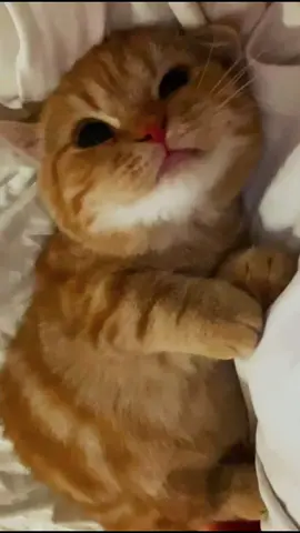 Soft Lullaby to Put Your Cat to Sleep 💤🐱🎶 #viral_video #catsoftiktok #PetsOfTikTok #cuteanimals #bliss #relaxing #happycat #funnycat